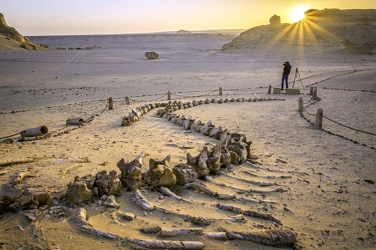 Cairo to el Fayoum city